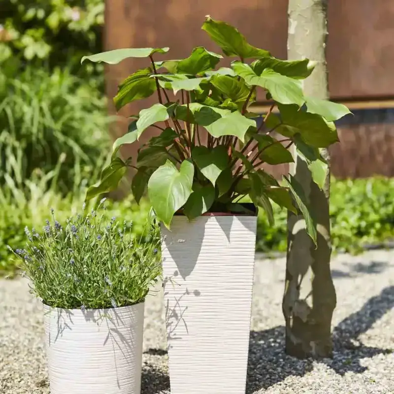 Siena Garden Nizza Groove Blumentopf Valentinstagsangebot
