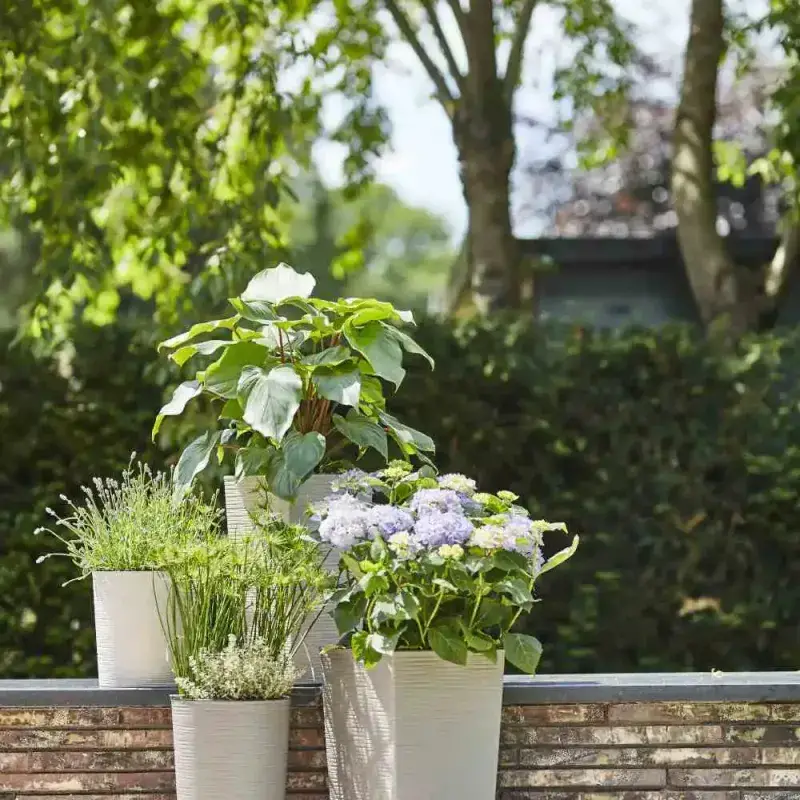 Siena Garden Nizza Groove Blumentopf Valentinstagsangebot