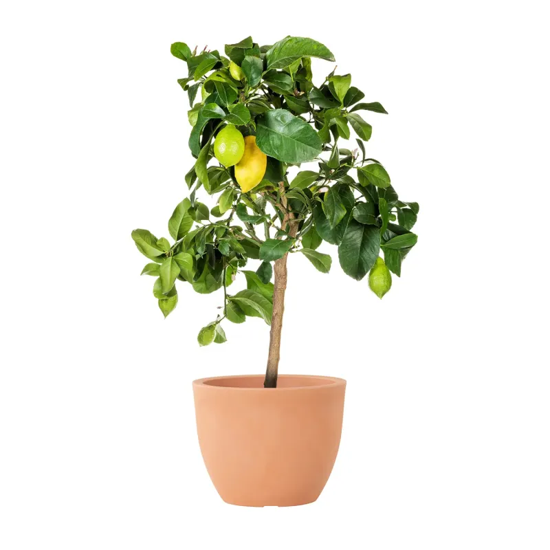 Siena Garden Bristol Blumentopf Flash Sale