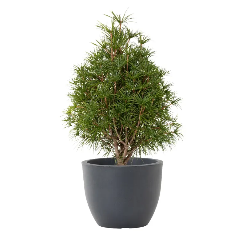Siena Garden Bristol Blumentopf Online Shopping