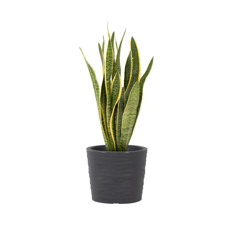 Siena Garden Madrid Pflanzkübel Black Friday