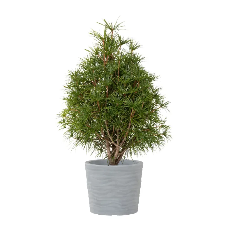 Siena Garden Madrid Blumentopf Top Angebot