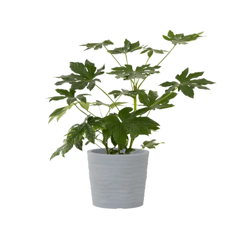 Siena Garden Madrid Pflanzkübel Zeitlich begrenztes Angebot