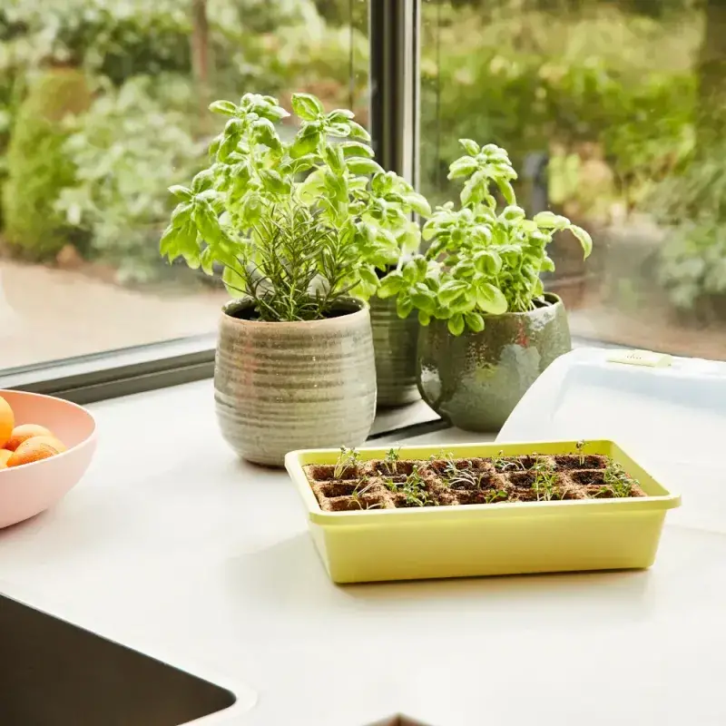 Siena Garden Zimmergewächshaus Midi-Grow Fabrikladen
