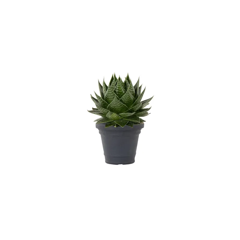 Siena Garden Amalia Blumentopf Kostenloser Versand international