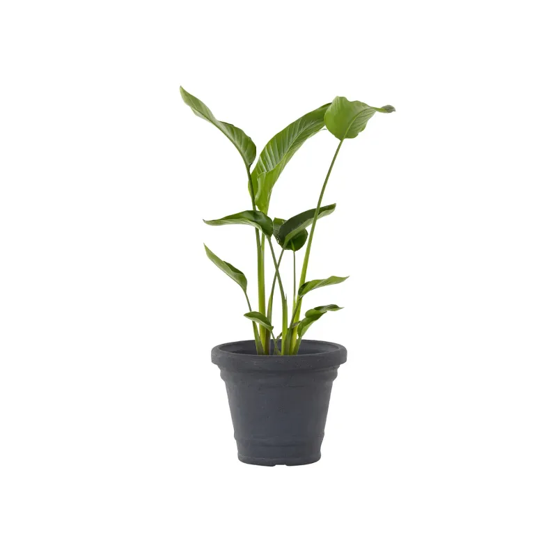 Siena Garden Amalia Pflanzkübel Black Friday Preise